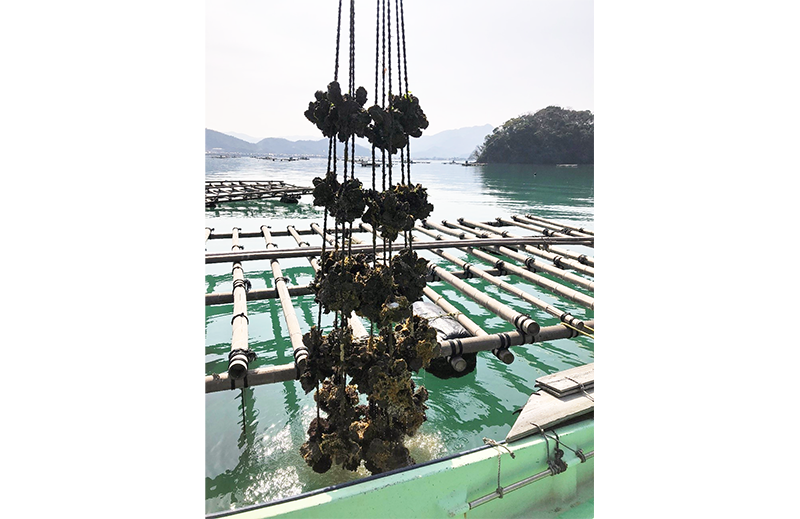 融資には養殖形態ごとの特性を踏まえた目利きが欠かせない(福井県のカキ養殖場)