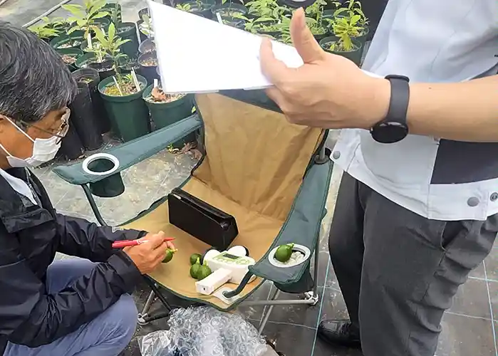 豊橋技術科学大学と農家らが共同で、アボカドの適正な収穫時期を見極める研究を進めている(豊橋信用金庫提供)