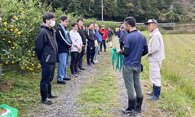 長門ゆずきちの収穫ボランティアを行った(地域商社やまぐち提供)