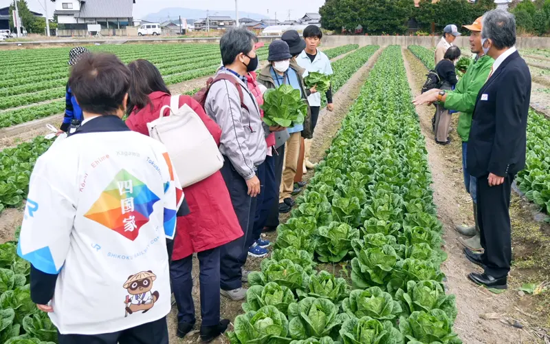 観音寺信金の協力で定番化したロメインレタスの生産者を訪ねる旅行ツアー(観音寺市内)