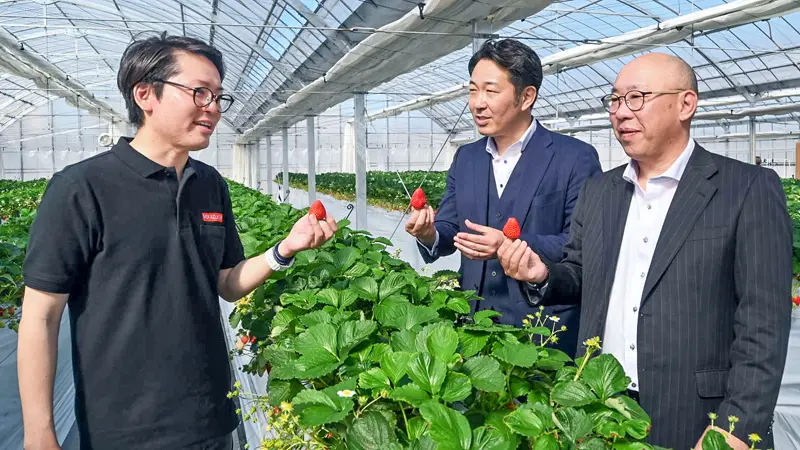 グランドオープンした観光農園でイチゴを試食する（左から）大倉理矢・三日月ファーム代表取締役と川戸誠部長、芳村哲志木更津ブロック長（３月１日、木更津市内の三日月いちごパーク）