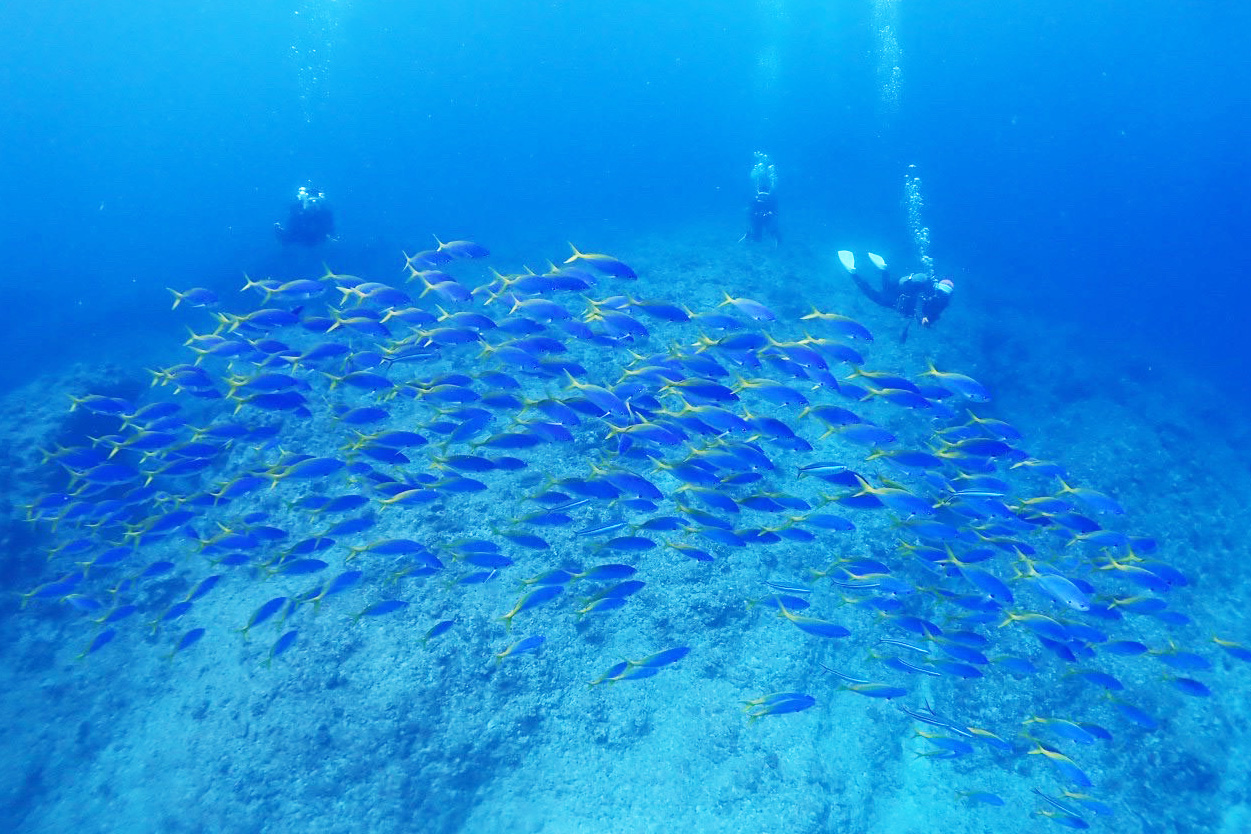 写真提供　ダイビングショップ海の雫